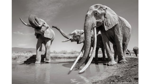 Elephant queen